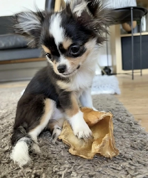 Chihuahua-Welpe zur Adoption