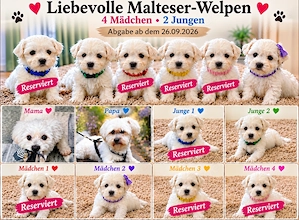 Liebevolle Malteser-Welpen   4 Mädchen & 2 Jungen