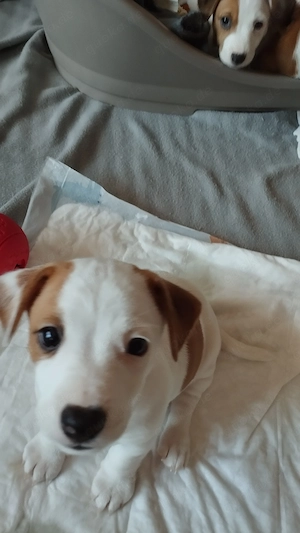 Jack-Russell-Terrier   Liebevoller Rüde sucht sein Zuhause   