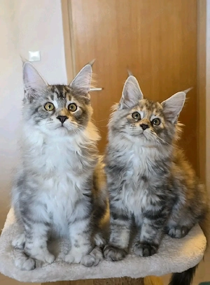 Wunderschöne Maine-Coon-Kitten suchen ein liebevolles Zuhause