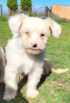 Maltipoo Shipoo Welpe Rüde Zwergpudel Pudel