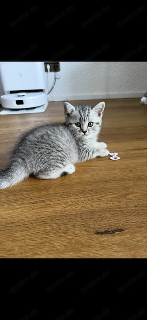 Reinrassige Bkh Kitten 