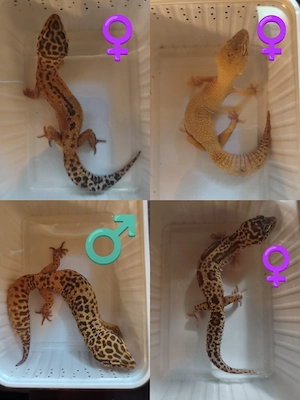 Leopardgeckos Männchen und Weibchen 