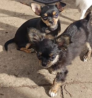 Verkaufe wunderschöne Chihuahua Welpen