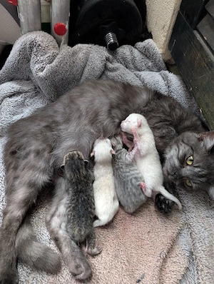 Bkh kitten 