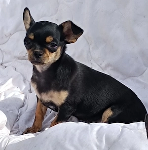 Verkaufe ein wunderschönes Chihuahua Mädchen