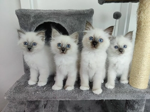 Heilige Birma Kitten 
