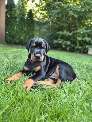 Dobermann (3 Monate)