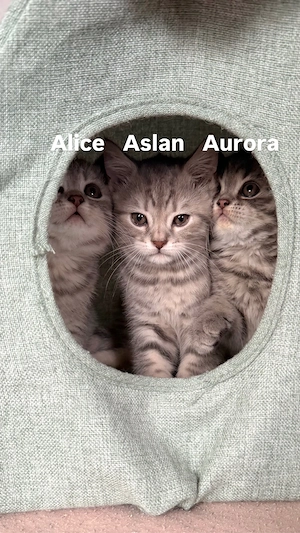 3 BKH Kitten suchen ein Zuhause