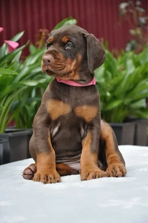 Dobermann (3 Monate)