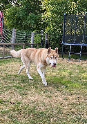    Reinrassiger Sibirischer Husky   Deckrüde | Red & White