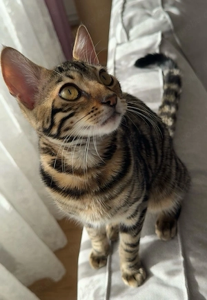 Kira - wundrschönes Bengal Mädchen sucht Für-Immer-Zuhause 