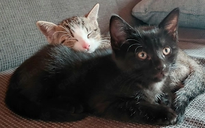 Schwarze Babykitte zuvergeben
