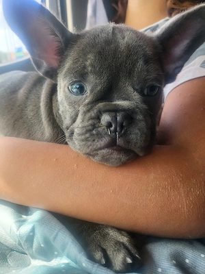 französische Bulldogge Welpen noch ein Rüde 