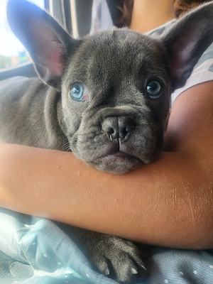 französische Bulldogge Welpen noch ein Rüde 