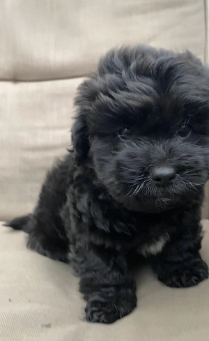 Maltipoo Welpen 