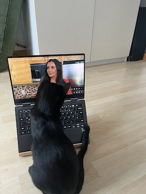 Kater (europäischer Kurzhaar) sucht liebevolles Pflegefamilie