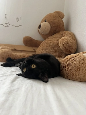 Deckkater Salem I British Shorthair
