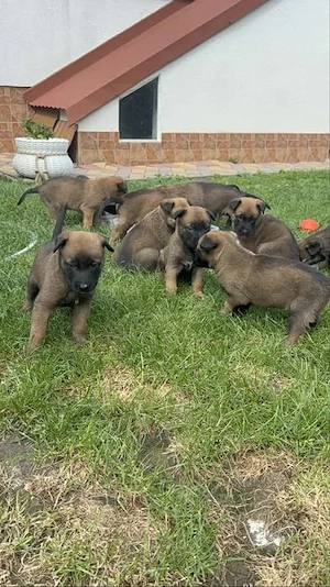 Malinois (3 Monate)