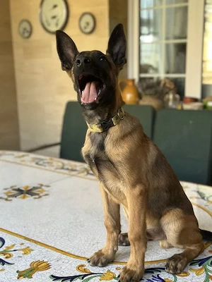 Malinois Welpen   verschiedene Farben und Altersstufen