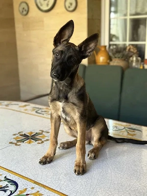 Malinois (Belgischer Schäferhund)