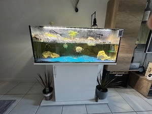 Aquarium fur Wasserschildkröten 