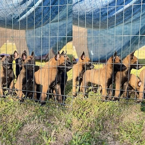 Malinois (Belgischer Schäferhund)