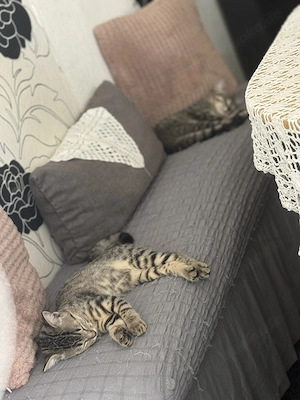 British-kurzer Haar mit Bengal Gemicht 