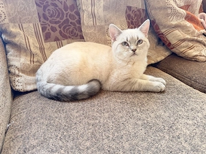 Hauskatze 