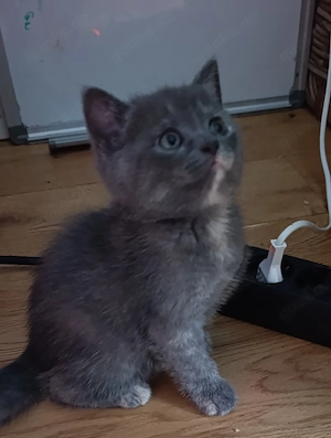 zuckersüße Kitten 