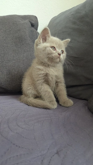 Bkh Kitten Britisch Kurzhaar 