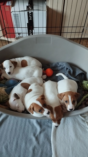 6 reinrassige Jack Russell Welpen von privat abzugeben (Festpreis   PLZ 08280)