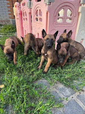 Malinois (Belgischer Schäferhund)