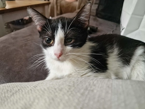 Katzen Mädchen sucht Zuhause 