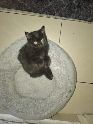 Eine süße Katze sucht ein liebevolles Zuhause