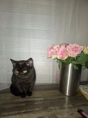 Eine süße Katze sucht ein Zuhause.
