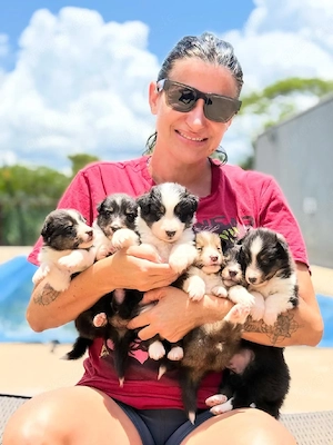 Sheltie Welpen   5 bezaubernde Shetland Sheepdog Welpen suchen ihr Zuhause