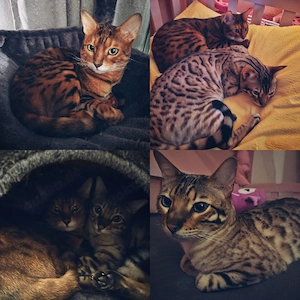 Bengal Katzenbrüder abzugeben 