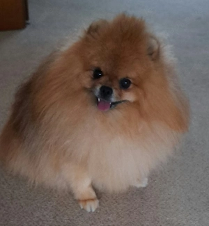 Pomeranian Spitz 