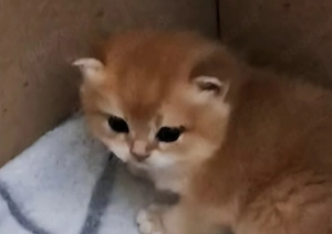 Wunderschönes reinrassiges BKH Kitten (Goldene Chinchilla, Weibchen) sucht ein liebevolles Zuhause!