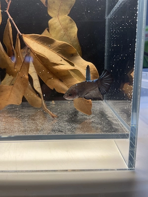 Kampffische Betta Giant 