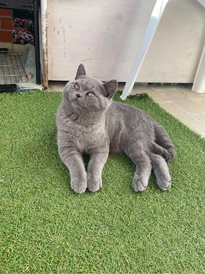 BKH Kitten