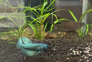 Kampffisch hybrid Pärchen Alien imbellis smaragdina