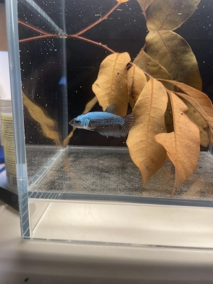 Kampffisch Weibchen Betta black Blue Samurai HMPK 