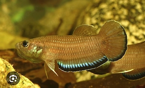 Kampffische betta simplex