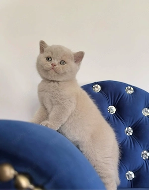 12 Wochen alte Britisch-Kurzhaar-Kätzchen (Kater & Kätzchen) suchen ein liebevolles Zuhause
