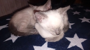 Katzenkinder geb.13.07.26