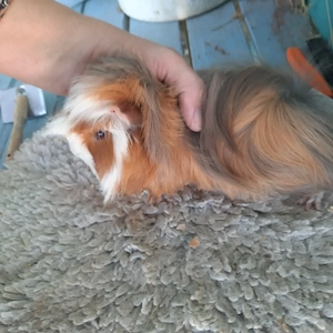 Meerschweinchen 