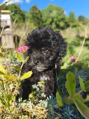 Verkaufe Maltipoo Welpen