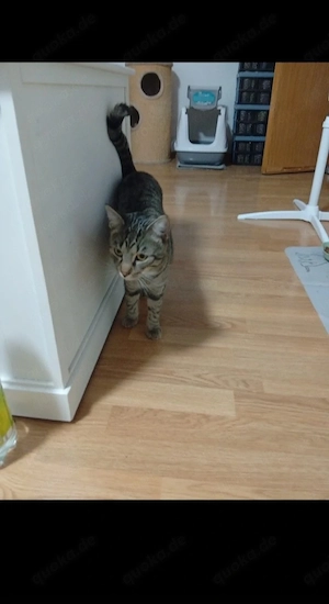 BKH 2 Kater Brüder Idefix & Benchy 1 Jahr & 6 Monate alt suchen ein liebes volles warmes Zuhause 